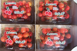 朝採りさくらんぼ佐藤錦200g×４パック（Mサイズ）【ご家庭用】