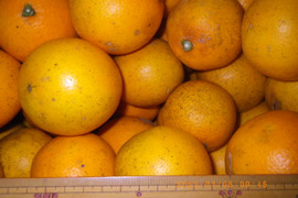 自然農　ネーブルオレンジ(2kg)　広島県尾道市因島の12年以上農薬肥料不使用の畑で栽培