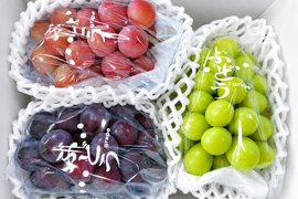 【ご家庭用】農家直送！旬の大粒ぶどう食べ比べ　1.8㎏