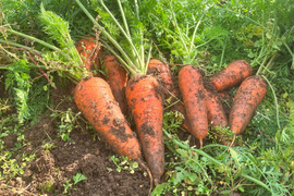 生で食べても！お料理の美味しさを引き立てる、有機栽培人参8ｋｇ