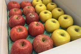 【家庭用】サンふじ＆シナノゴールドの詰め合わせセット 小玉　約5kg(20～23個)