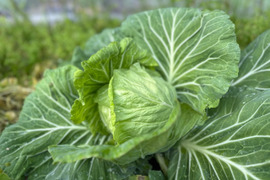 在来種キャベツてんこ盛りと旬の野菜のおまけ付き！農薬化学肥料不使用の棚田野菜セット 限定生産！