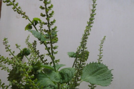 【期間・数量限定】今が旬！　紫蘇の実（穂茎）　500g