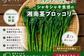 神奈川県産　茎ブロッコリー（スティックセニョール）