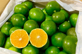 【農薬不使用！】すっぱいみかん好き必見！食べて美味しい青みかん(2kg)