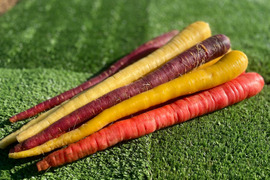 【栽培期間中農薬・化学肥料不使用】彩りが抜群！カラフル人参(4.5㎏)