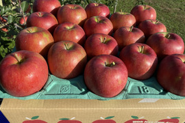 果汁たっぷり！青森県産『シナノスイート 』🍎家庭用5㎏(13玉～20玉)【収穫間近！】