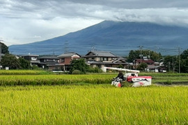 令和8年産 にじのきらめき 白米20kg（1袋）静岡県富士宮産 ご注文後に