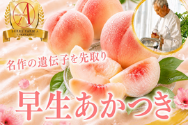 【名作の遺伝子を先取り】濃厚な甘みと歯ごたえ『早生あかつき』品種指定キャンペーン🍑お試し約1.5kg【朝どれ】高級もも☆家庭用・贈り物にも贅沢お中元ギフト【7月上旬予約】