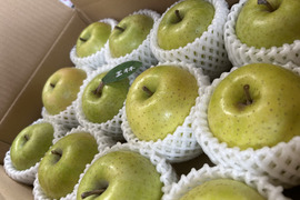 🍏芳醇な香り王林🍏令和6年産  家庭用　3キロ８～１２玉 青森りんご  商品ID118229
