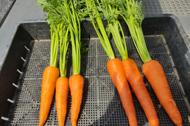 🥕旬を楽しむ！葉付きニンジン2種食べ比べセット✨時なし五寸＆濱美人　計約2kg｜【朝どれ】農薬・化成肥料不使用🥕