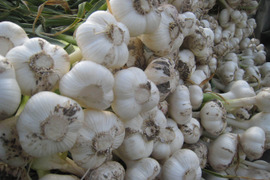 🌿貴重な有機 フレッシュ生ニンニク🌿【有機生ニンニク500g(５玉程度)】フレッシュは今だけ‼️丸ごと食べて‼️ほっくりです！辛味も香りも柔らか‼️もちろんこのまま常温保存可能！２個まで送料同額！