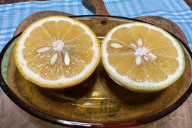 【農薬不使用】無選別✳︎ご家庭用ニューサマオレンジ3kg