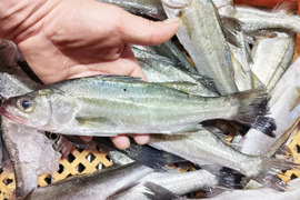 セッパ（スズキの幼魚）🐡生出荷 ２ｋｇ（約11匹 ）鮮魚セット 長さ平均約26cm🌟重さ平均約180g 焼き魚に水揚げ当日に出荷 BBQで牡蠣🦪と一緒に焼き魚 生食も可能刺身も出来ます