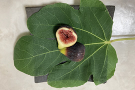 樹上完熟いちじくロードス　約300ｇ　４パック【栽培期間中農薬.化学肥料不使用】