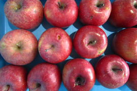 訳あり樹上完熟サンふじ 総重量 約4.5kg前後 青森県 南部地方産 自家りんご農園生産直送品！