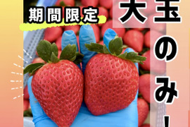 あまあま！とちあいか🍓大玉パック！