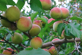 自然のままの大きい完熟梅6㎏！自然豊かな山梨県上野原より