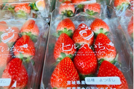 【ギフト】宮城県産よつぼし！ベリーホップすず！ピカピカ輝く甘酸っぱい完熟いちご！(250ｇ2パック入り)