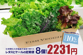 新鮮採れたて！化学肥料/化学農薬不使用だから安心して食べられる！レタスとケールの定期便 8個セット