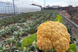 【訳あり】京都府産　甘～くて美味しい♪山城のカリフラワー　2株