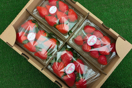 食べくらべ！採れたて完熟「とちおとめ 260g✕2パック」・「やよいひめ 260g✕2パック」