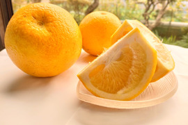 甘味・酸味・苦味の程よいバランス！　熊本県産　八朔（はっさく）　【内容量　15個程度）