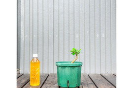 オリーブ 鉢植え ブランケッタ｜育てやすい シンボルツリー・盆栽にも最適　33
