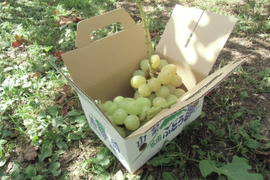 【完熟】青葡萄2種・瀬戸ジャイアンツとロザリオビアンコ（家庭用・１k）