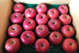 福島の美味しい林檎　サンふじ5ｋｇ（14～22玉）　ギフト・贈答用りんご
