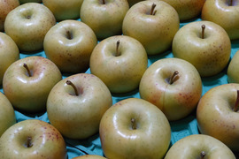 《訳あり！》星の金貨　約3kg（12個）青森県産りんご　家庭用