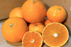 【贅沢食べ比べセット】暁みかん×まどんな【ゲン担ぎ福袋】