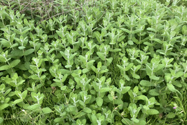 フルーティー♪ 自然栽培アップルミント（フレッシュ100g）