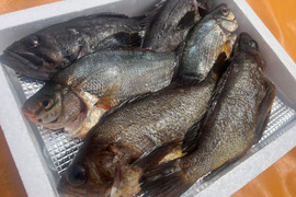 【青森県直送】お試し鮮魚ＢＯＸ　約1キロ