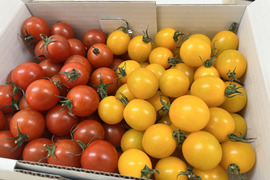 フルーツミニトマト あぽろん 赤と黄1kg　【トマト食べ比べ】