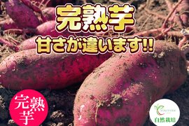 〇 ６か月間熟成しました 〇  完熟芋🍠農薬不使用　紅はるか（5kg）【期間限定・特別価格】