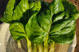 ✨農薬・化成肥料不使用の珍しい野菜フダンソウ300g+水菜500g✨