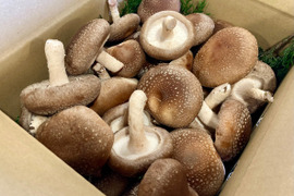福王しいたけのミニサイズ！旨味たっぷり椎茸（ご家庭用/650g）