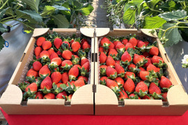 2025年度初物いちご！⑳真心農園　べにたま　バラ詰め870g×2箱（粒の大きさ・果形 混在）