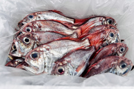 【訳あり】カワヤッコ（ヒウチダイ）1.5kg