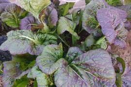 ✨農薬・化成肥料不使用の高菜400g+水菜500g✨