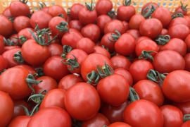 【朝採れ最短発送！贈答用】フルーツミニ　ミニトマト1kg