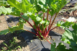 ルバーブの検索結果 食べチョク