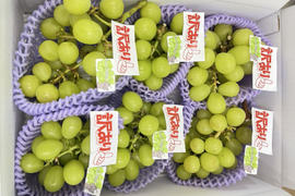 お買い得!まるせい果樹園のぶどう　おまかせ　訳あり　約2.2キロ　房の詰め合わせ(房数不定)  os2