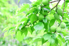 【最高級】紅南高梅３ｋｇ 大小混合サイズ 農薬不使用 自然栽培 四万十産