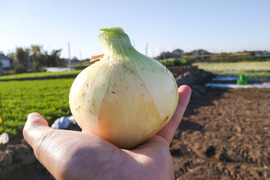 ※ちょっと訳あり※新玉好きに食べてほしい『冬の新玉ねぎ』５kg