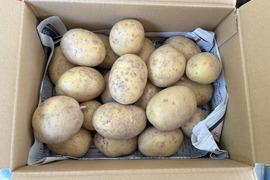 【煮崩れしにくいホクホク感】掘りたて新じゃが「十勝こがね」Ｍサイズ ２kg
