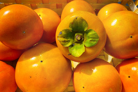 【秋の味覚】さっぱりした甘さ！柿（総量約1kg、7～10個）農薬・化学肥料不使用