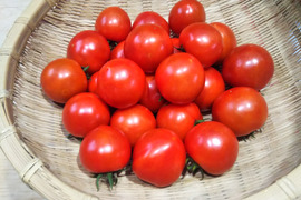 トマト好き集まれ！！完熟フルーツトマト(フルーティカ）・桃太郎トマトセット。「露地栽培の畑でタップリ日光を浴びて完熟状態での収穫です」各々１Ｋｇ詰めでお届けします