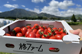 広大な阿蘇で生まれた！赤い輝き『阿蘇アイコトマト』